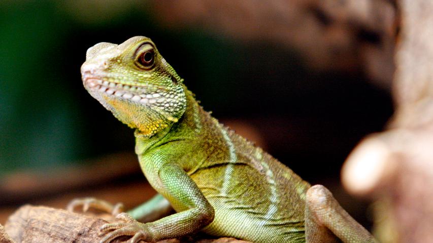 Sie sind überall, die Reptiloiden. Und das nicht nur in der niedlichen Form einer Wasseragame (siehe Bild), sondern als zweibeinige Wesen, die zwar aussehen wie Menschen, aber keine sind. Ihr natürliches Habitat sind die Schaltzentralen der Macht, weswegen auch zum Beispiel Barack Obama oder Angela Merkel Reptiloide sind. Diese Wesen sind wahlweise irdischen oder außerirdischen Ursprungs, gut organisiert und streben nach nicht weniger als der Weltherrschaft. Warum? Weil sie es können.