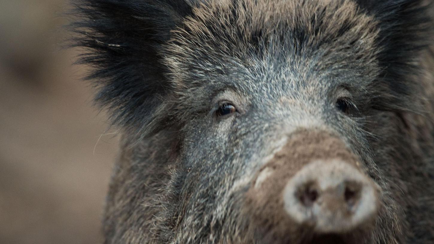Jäger haben im Jahr 1980 noch 3000 Wildschweine erlegt – heute werden bayernweit bis zu 95.000 Tiere  gejagt.