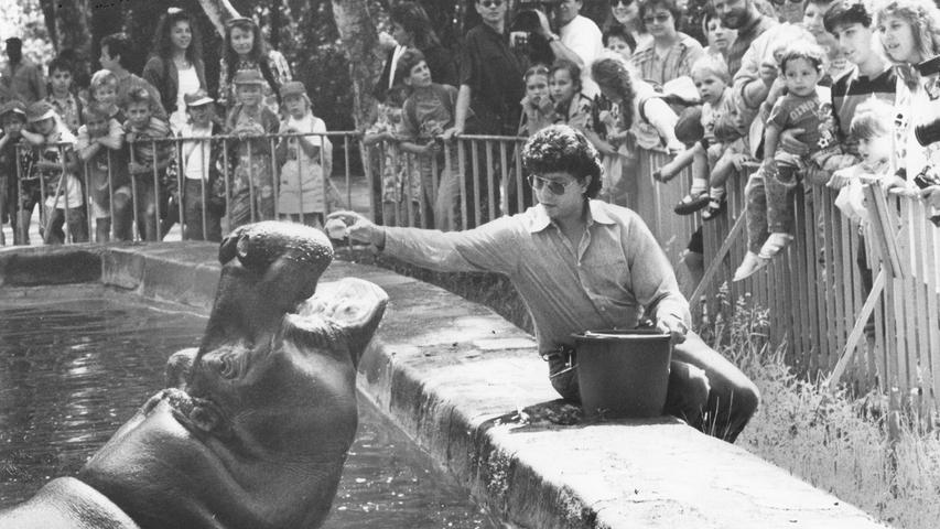 Noch zu Beginn der 1990er Jahre lebte "Webbi" im Flusspferdhaus. Der Pfleger durfte sich ihm zur Fütterung nähern. Die Besucher hielten Abstand.