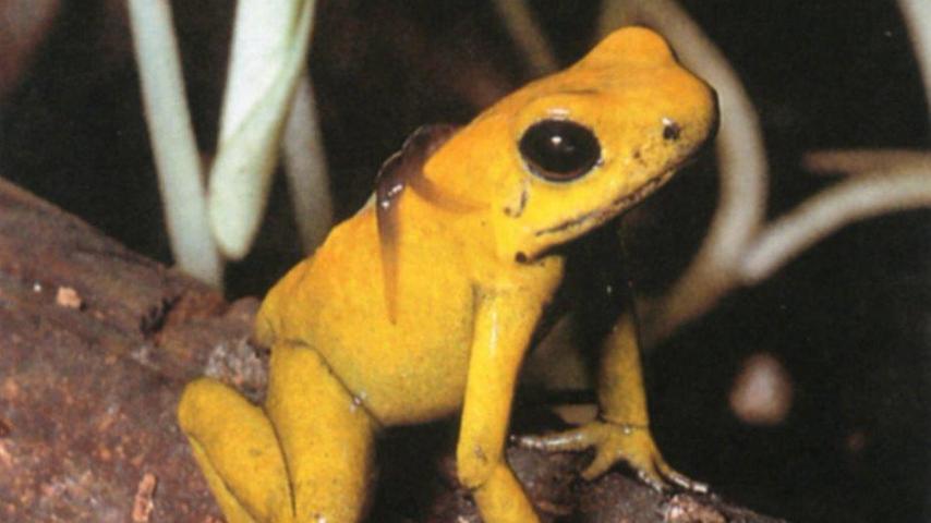 Signalfarbe Gelb: Den Pfeilgiftfrosch konnte man ganz gut entdecken, obwohl er winzig klein war.