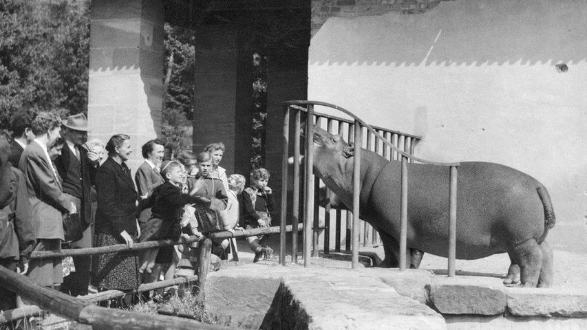 Für die Besucher war das Flusspferd 1964 genauso interessant wie umgekehrt die Besucher für das Flusspferd.