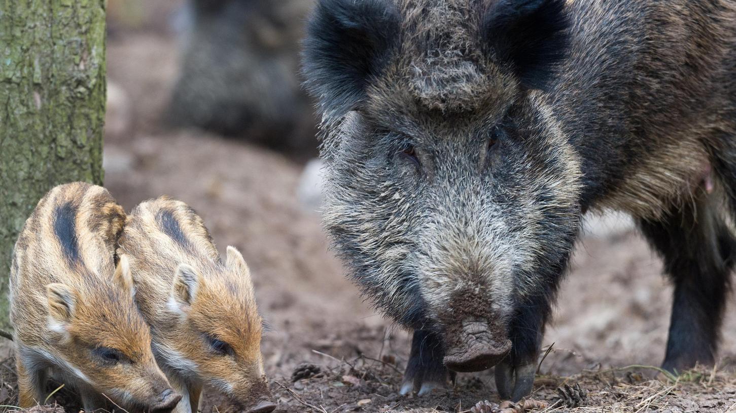 Im Kampf gegen die Schweinepest werden jetzt zunehmend auch Frischlinge geschossen. Um den Anreiz zu erhöhen, zahlt der Freistaat neuerdings 20 Euro pro erlegtem Tier an die Jäger.