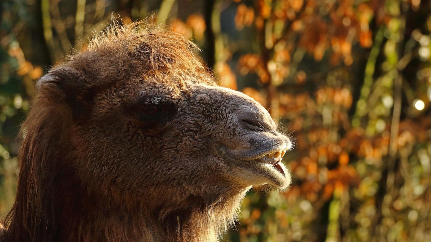 Wegen Botox: Kamele fliegen aus Misswahl