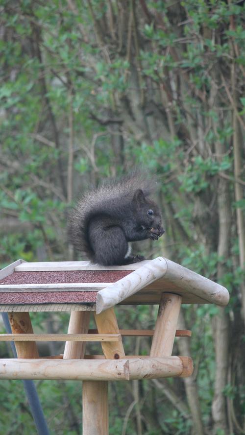 Einen ungestörten Essplatz suchte dieses Eichhörnchen bei Dormitz. In exponierter Lage fand es schließlich Zeit zum Naschen.