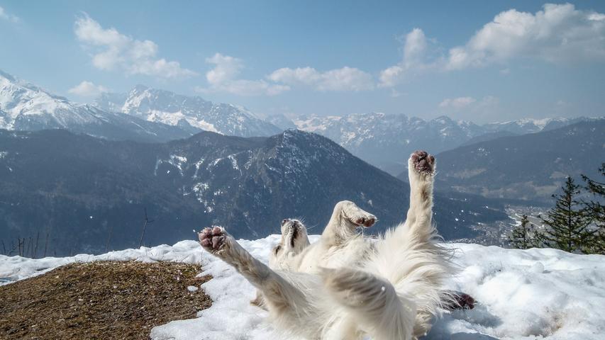 Das Bild ist beim Wanderurlaub im Berchtesgadener Land auf dem Brandkopf entstanden. Die Aussicht war einfach herrlich, das Wetter bombastisch und als sich dann auch noch mein Hund Alec freudestrahlend im Schnee gewälzt hat, war der Moment einfach perfekt.
