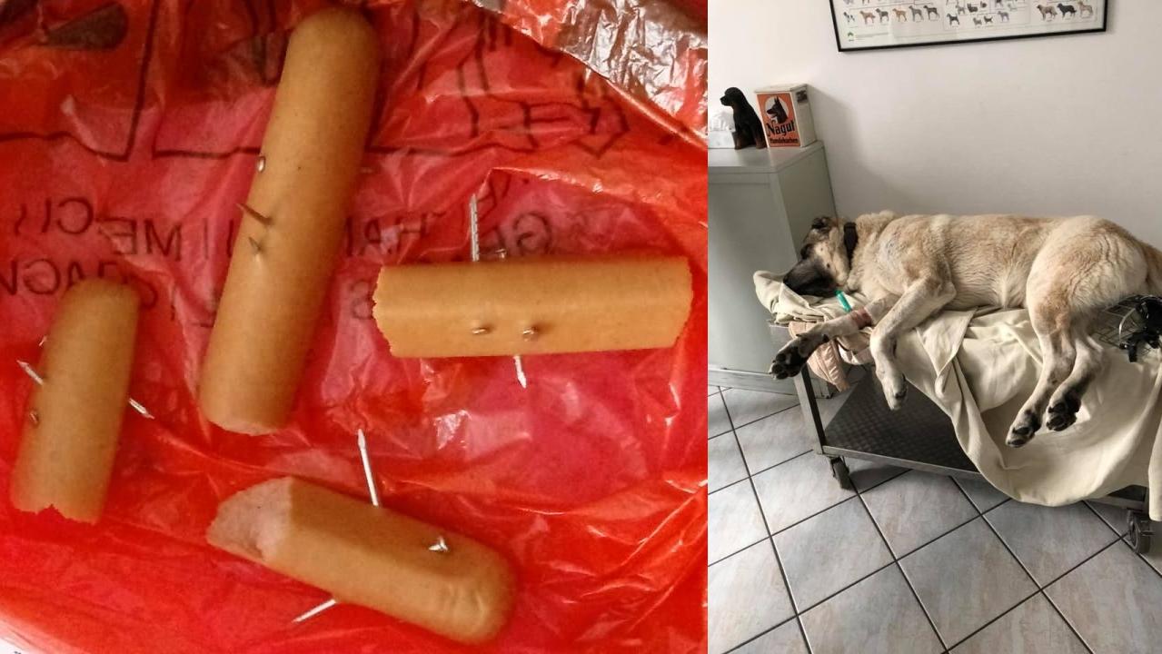 Ein Hundehasser treibt sein Unwesen im Stadtteil St. Johannis. Seit einer Woche finden Anwohner dort immer wieder präparierte Wurtstückchen. Sie sind entweder mit Nägeln oder mit Gift versehen. Der Owtscharka Sherhan fraß Ende Januar einen der Köder - er überlebte gerade noch.