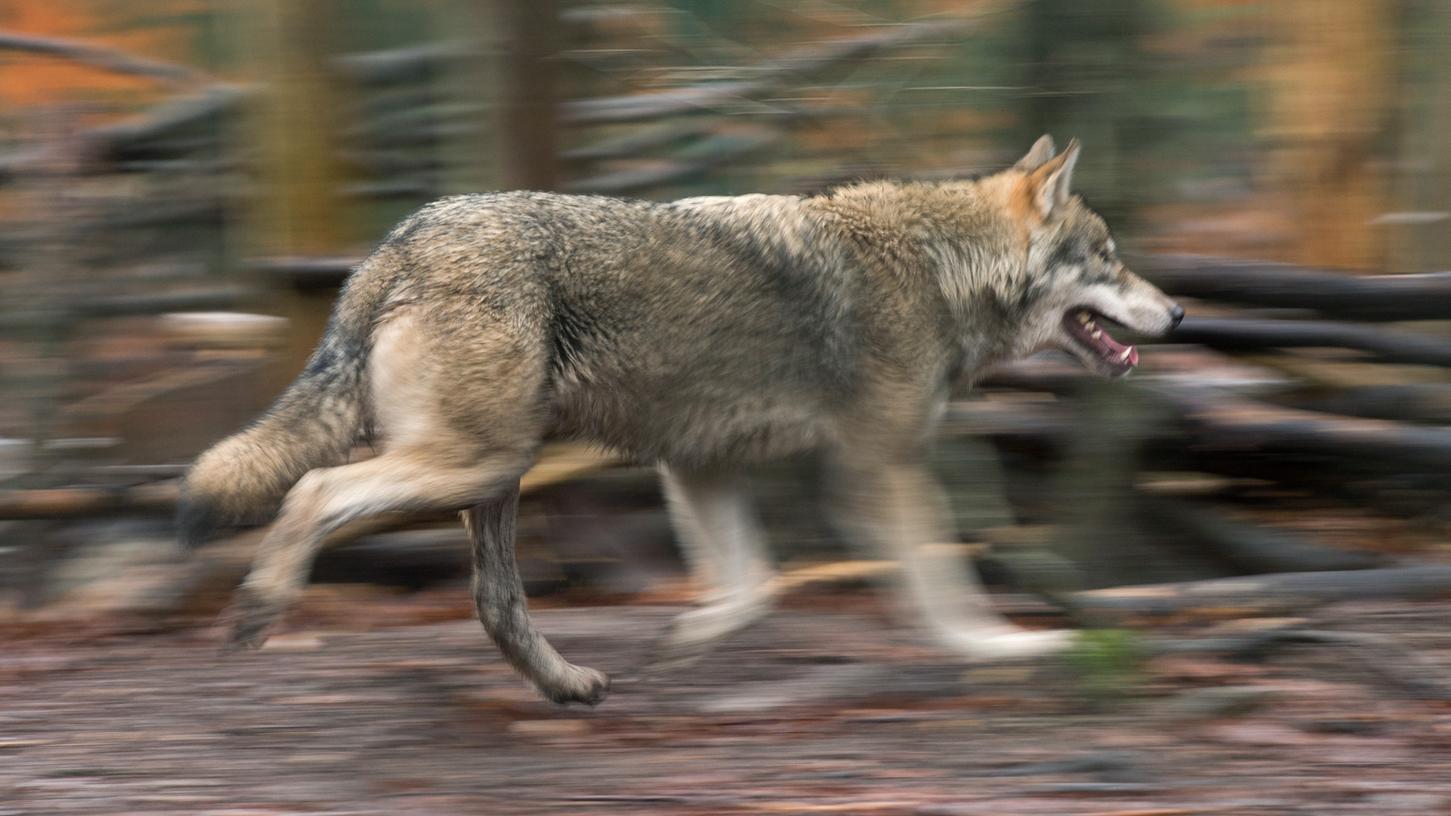 Entlaufene Wölfe im Bayerischen Wald - Suche eingestellt