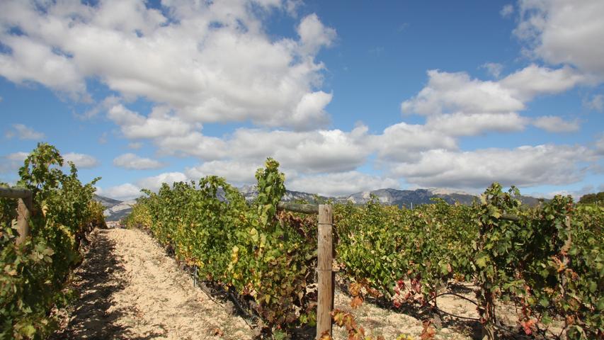 Weinberge im spanischen Rioja, so weit das Auge reicht.