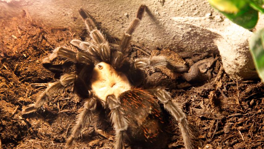 Riesen-Spinnen und Krabbel-Getier: Die Insectophobie im Parks