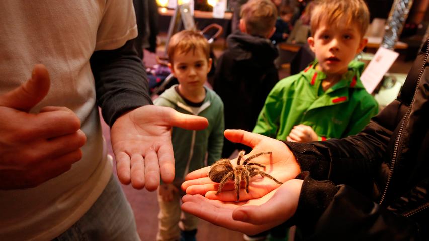 Riesen-Spinnen und Krabbel-Getier: Die Insectophobie im Parks