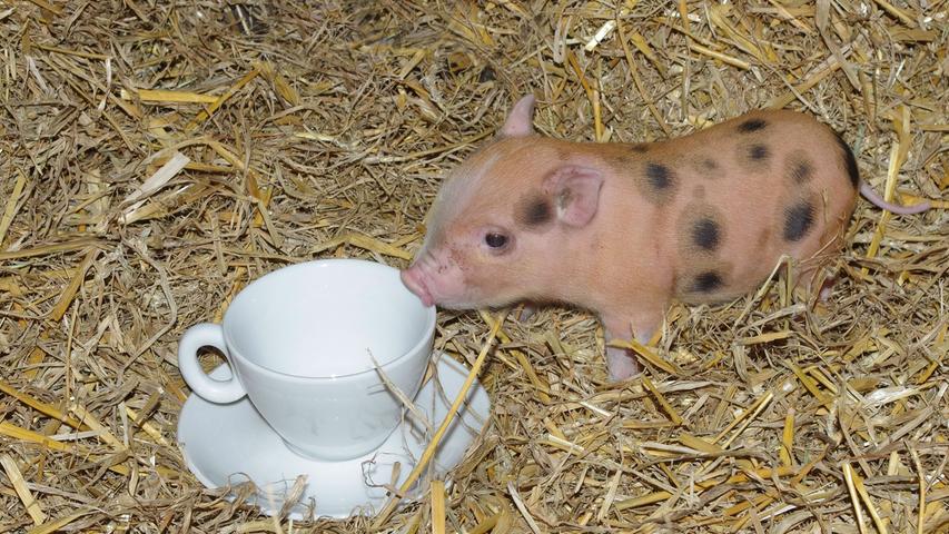 "Teacup Pigs": Zuckersüßer Nachwuchs im Nürnberger Tiergarten