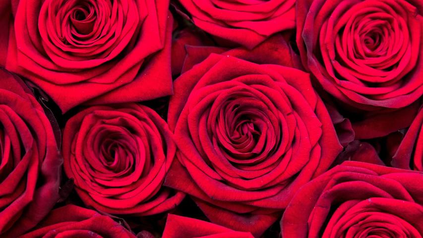 Der 14. Februar ist ein Datum, vor dem sich Singles fürchten und an dem sich Verliebte über Rosen und ein romantisches Candlelight-Dinner freuen können. Die Rede ist vom Valentinstag.