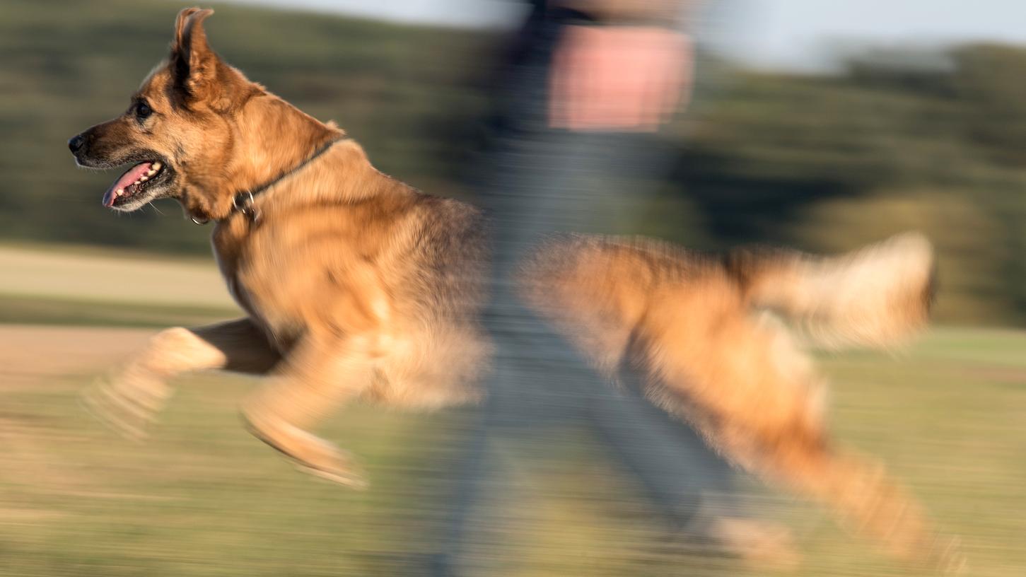 Junger Schäferhund läuft 80 Kilometer von zu Hause weg