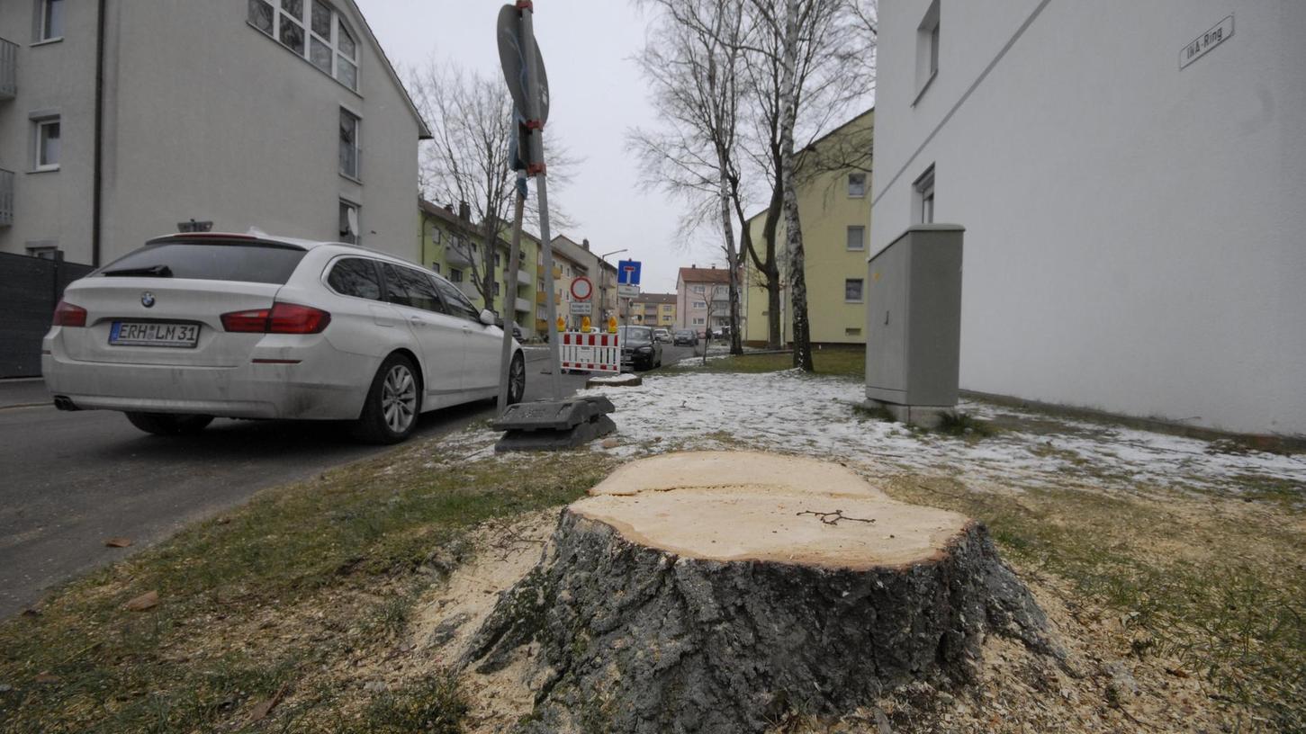 Herzogenaurach: Bäume müssen Kanalarbeiten weichen