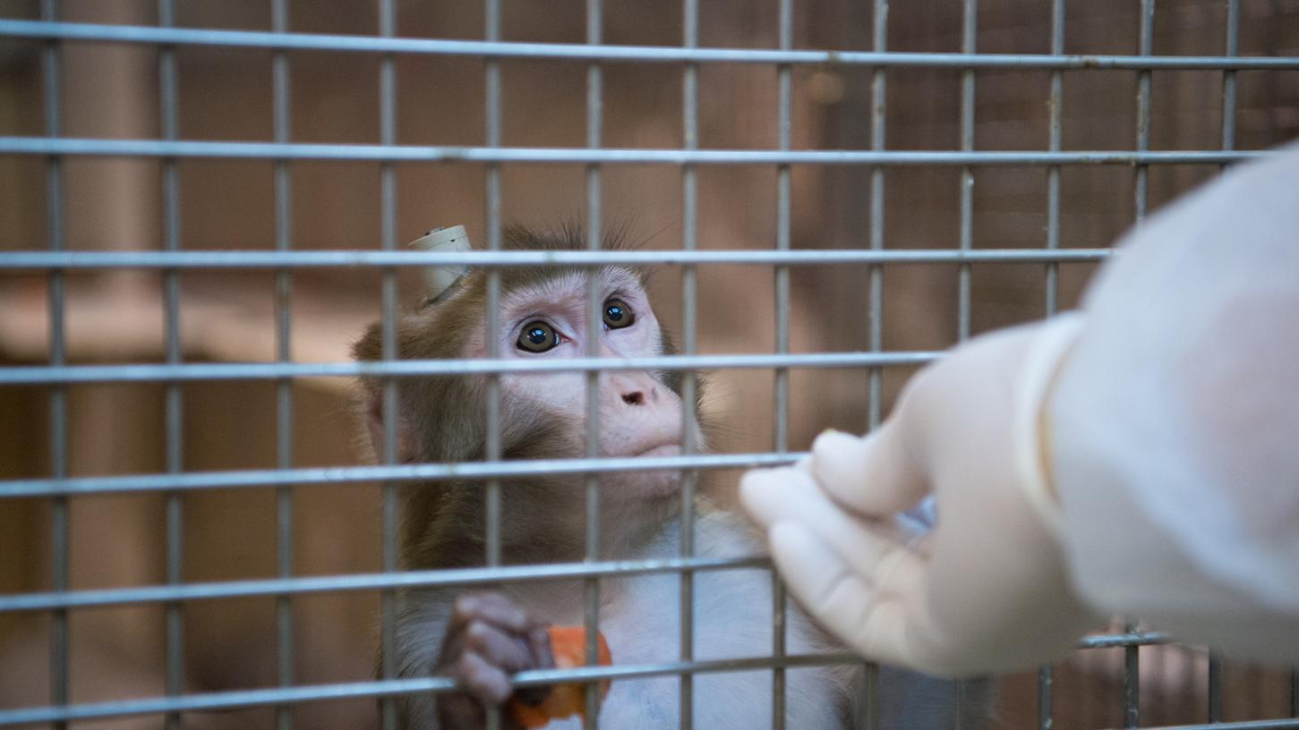 Zwischen 2013 und 2015 wurden zwecks Kybernetik-Forschung mehrere Affen als Versuchsobjekte eingesetzt. Weil die Versuche nicht rechtzeitig eingestellt wurden, sind jetzt mehrere Wissenschaftler mit Strafbefehlen verurteilt worden.
