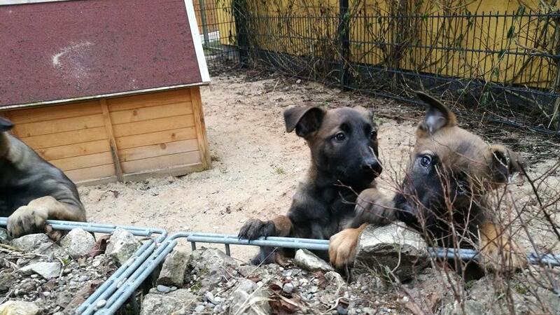 Welpenflut im Nürnberger Tierheim: 26 süße Hunde suchen Zuhause