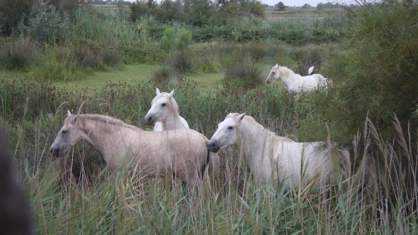 Es gibt sie tatsächlich noch: die wilden weißen Pferde der Camargue.
