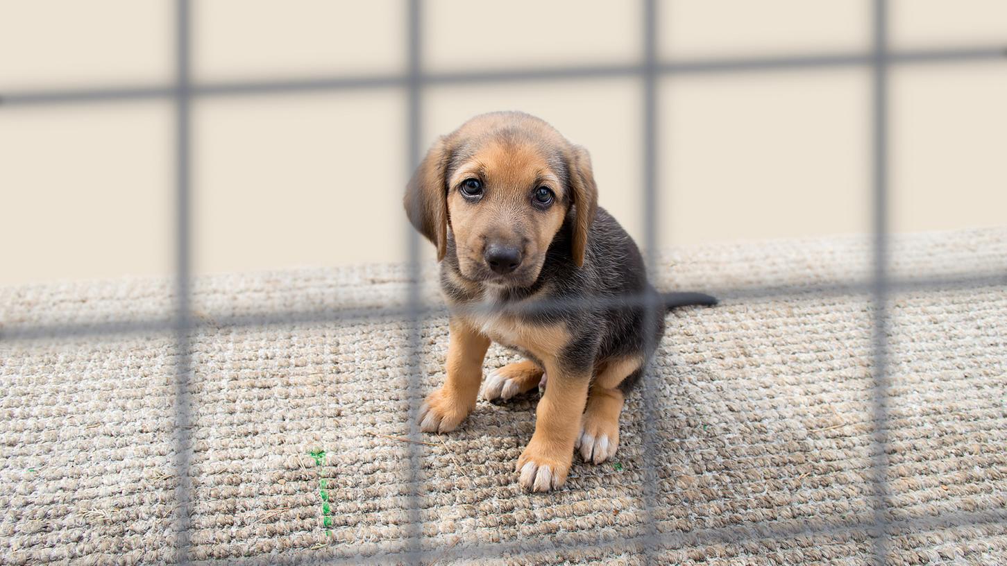 Im Tierheim warten so manche Hunde oft über ein Jahr auf einen neuen Besitzer.