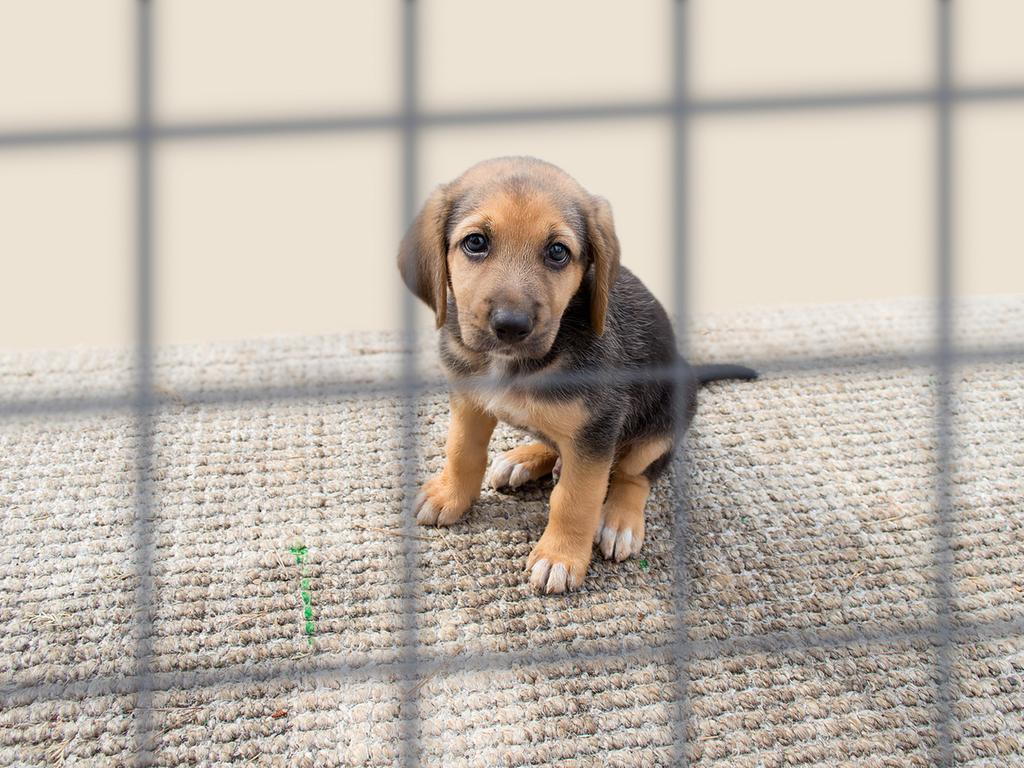 56+ Hunde Im Tierheim Kaufen Soislee