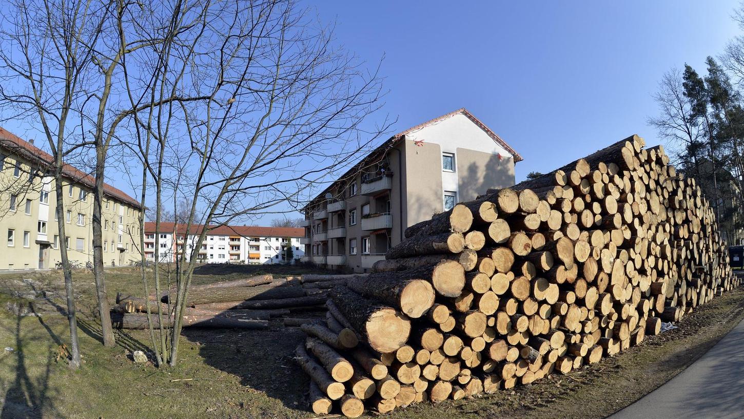 Baumfällungen beschäftigten Erlanger Stadtrat 