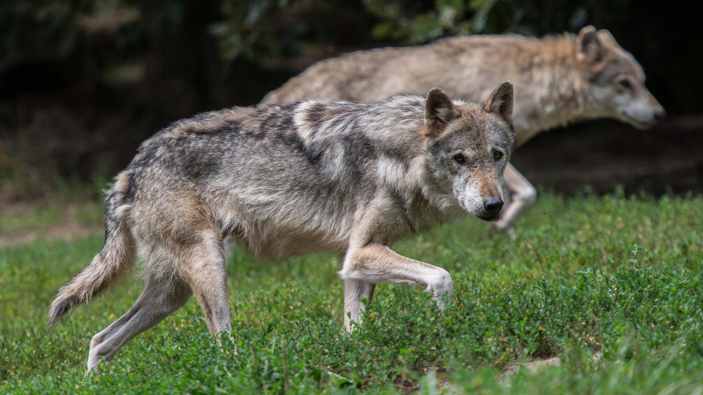 Thema Wolf: Jäger laden schon mal durch