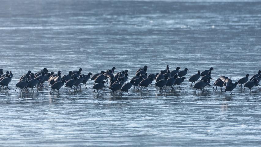 Es sieht aus, als könnten sie übers Wasser laufen: Die Blesshühner auf ihrem Weg über den gefrorenen Igelsbachsee hat Birgit Franz fotografisch festgehalten.