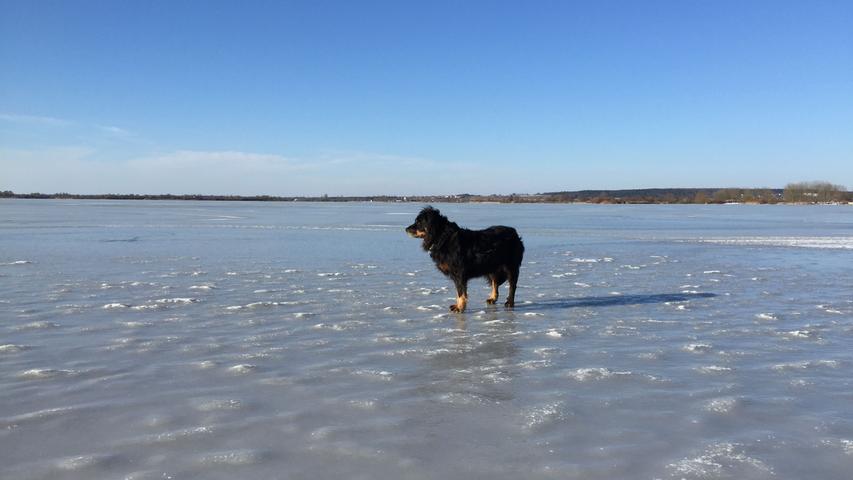Die zuständigen Behörden, wie etwa das Wasserwirtschaftsamt, warnen  vor dem Betreten der Eisfläche auf dem Altmühlsee. Unbeeindruckt davon genießt der Hund Trixi die ungewohnten Perspektiven.