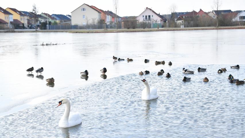 Auf dem Eisweiher in Adelsdorf gehen die Vögel lieber eine Runde frost-schwimmen.