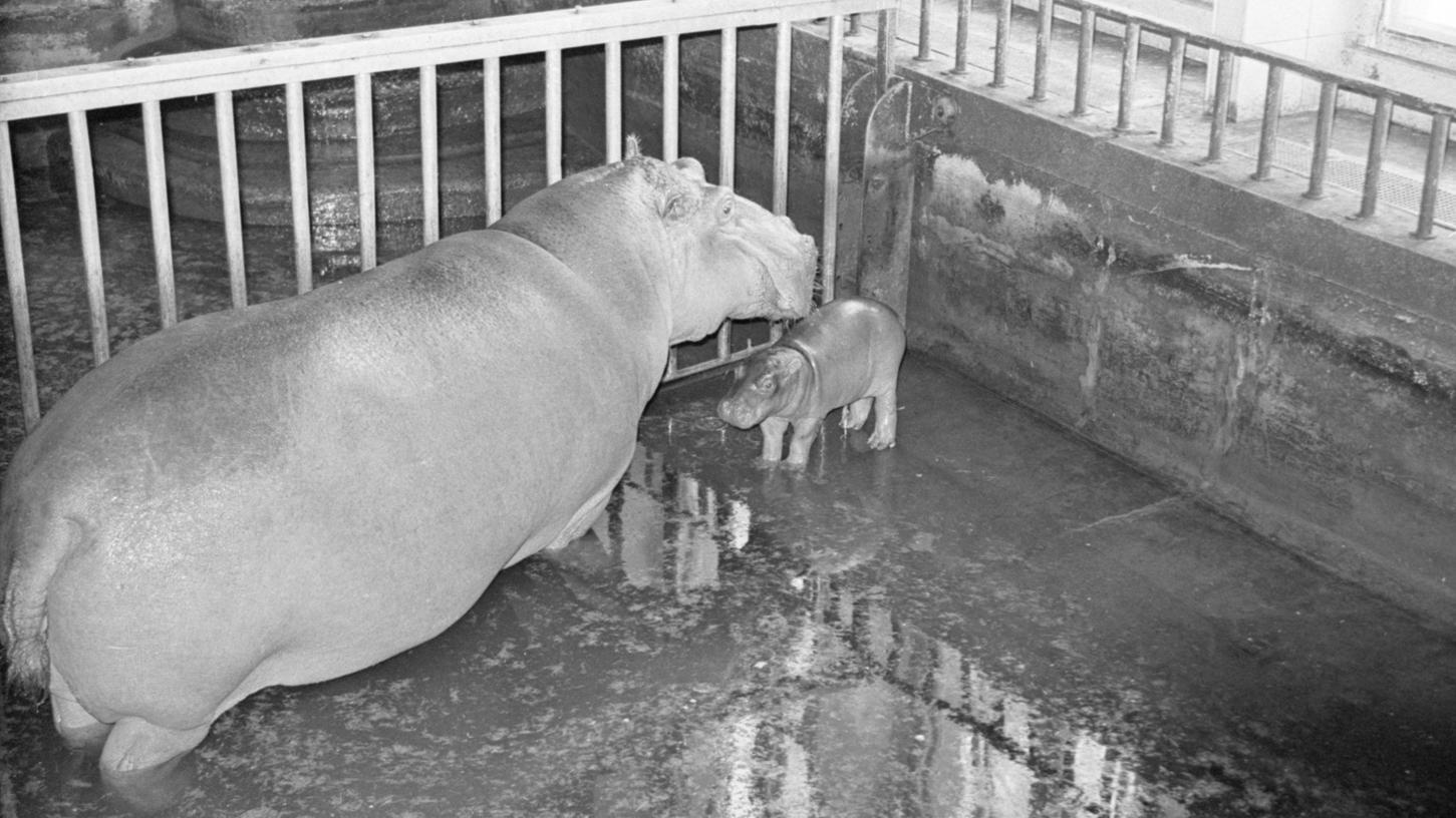3. März 1968: Tiergarten: Trauer um Nina