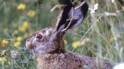 Feldhase macht sich zu Ostern rar Feldhase macht sich zu Ostern rar