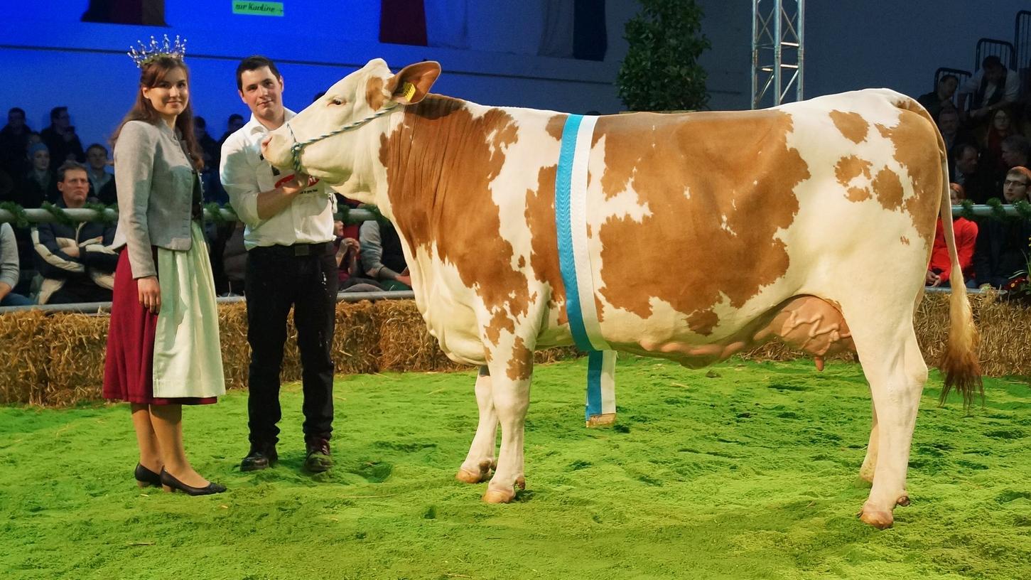 Was für ein Prachtexemplar! Dominik Busch aus Hechlingen holte in Wertingen mit seiner Kuh „Miranda“ den Klassensieg und wurde Fleckvieh-Reservechampion.