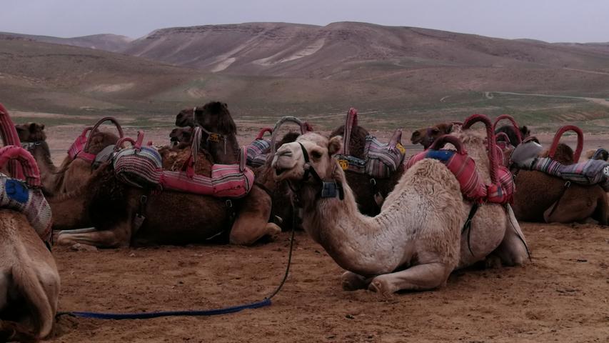 Im Beduinendorf Kfar Hanokdim warten Kamele darauf, Touristen durch die Wüste zu tragen.