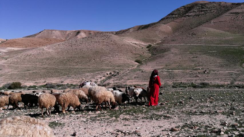 Der Wanderer in der Judäischen Wüste bleibt meist für sich, manchmal jedoch trifft er auf dem Weg auf eine Schafe hütende Beduinin.