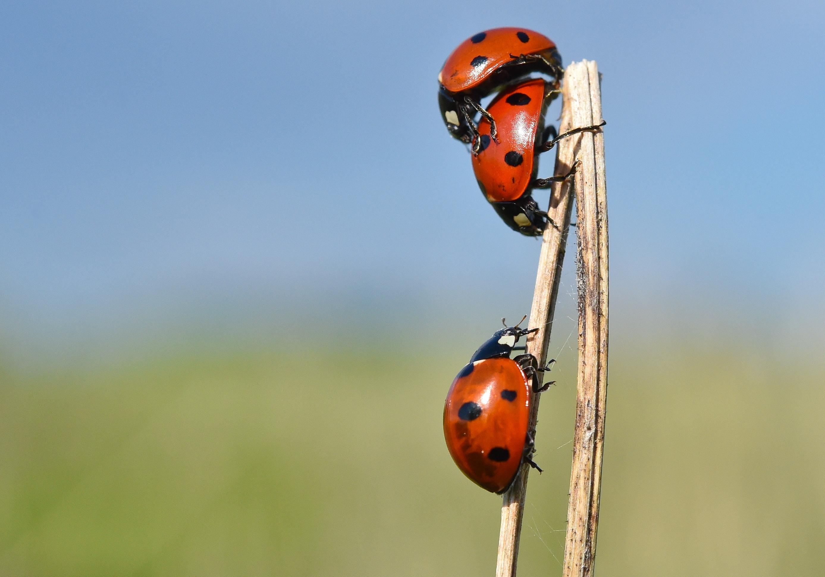 Dass unsere Sexualhormone dabei verrückt spielen, ist allerdings Aberglaube. Im Großen und Ganzen ist unser Hormonhaushalt gut reguliert und wird in dieser Hinsicht nicht vom Frühling beeinflusst. Auch die Geburtenzahlen sprechen dafür, dass die meisten Kinder im Winter, besonders an Weihnachten, gezeugt werden.