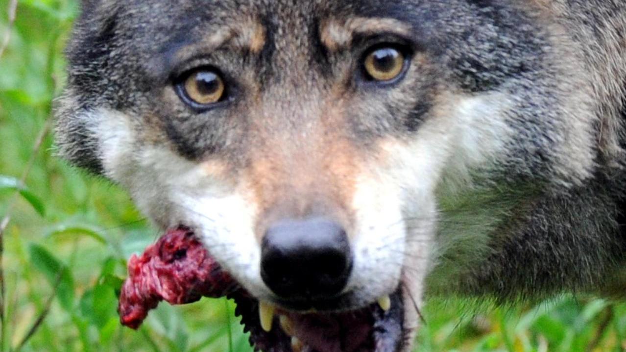 Jäger ist sich sicher: Ein Wolf jagt am Brombachsee!