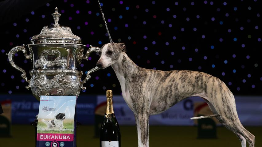 Tease, eine Hündin der Rasse Whippet, steht auf der Hundemesse "Crufts 2018" neben ihrem Pokal. Tease wurde zum Supreme Champion der Hundeshow ernannt.