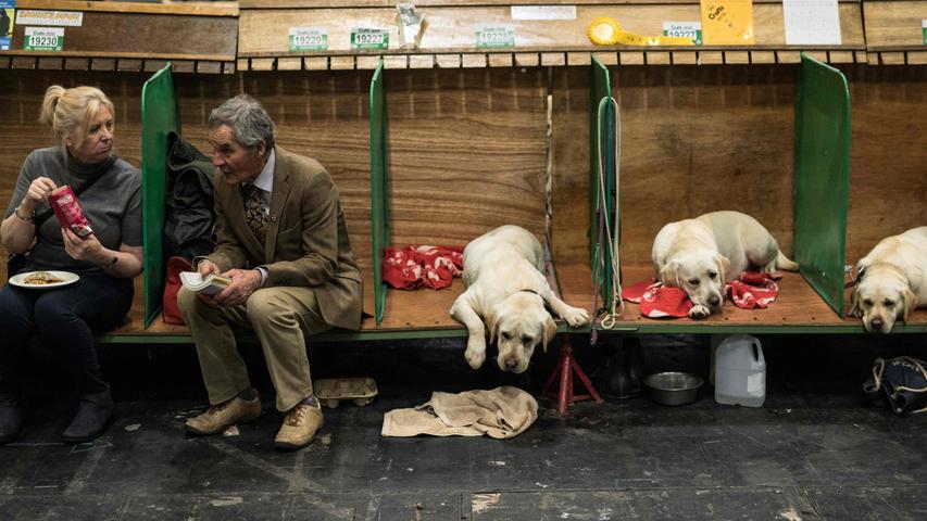 So muss es sein: Die Labrador Retrievers relaxen in ihren Warteboxen - ein echtes Hundeleben.