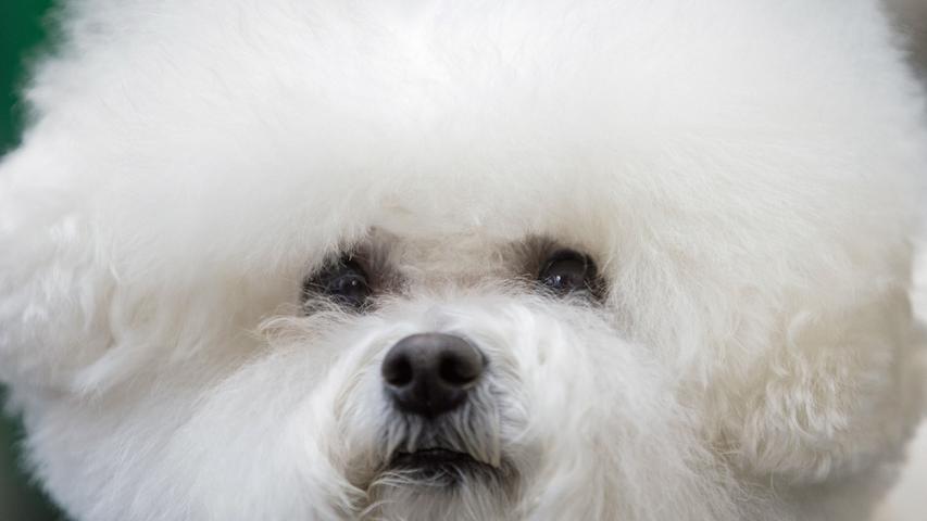 Wie ein flauschiges Wollknäuel: Ein Hund der Rasse Bichon Frisé macht auf der  Crufts 2018 im National Exhibition Centre (NEC) ein hübsches Gesicht.