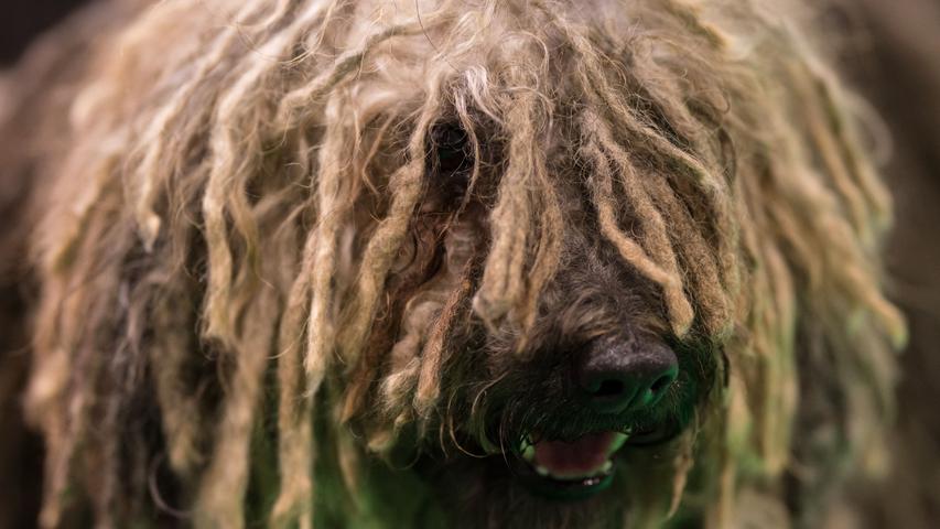 Der "Puli" ist eine ungarische Hunderasse. Im Gegensatz zu seinen aufgehübschten vierbeinigen Kollegen hat er wohl heute eher einen "Bad Hair Day".