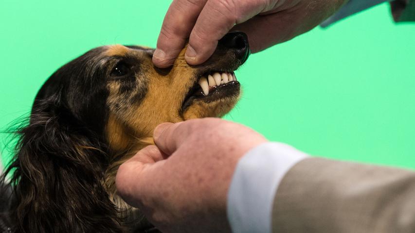 Wer A sagt, muss auch B sagen: Auch die Zahnpflege ist wichtig bei Hunden. Der Dachshund ist gut kontrolliert und lässt das gerne über sich ergehen.