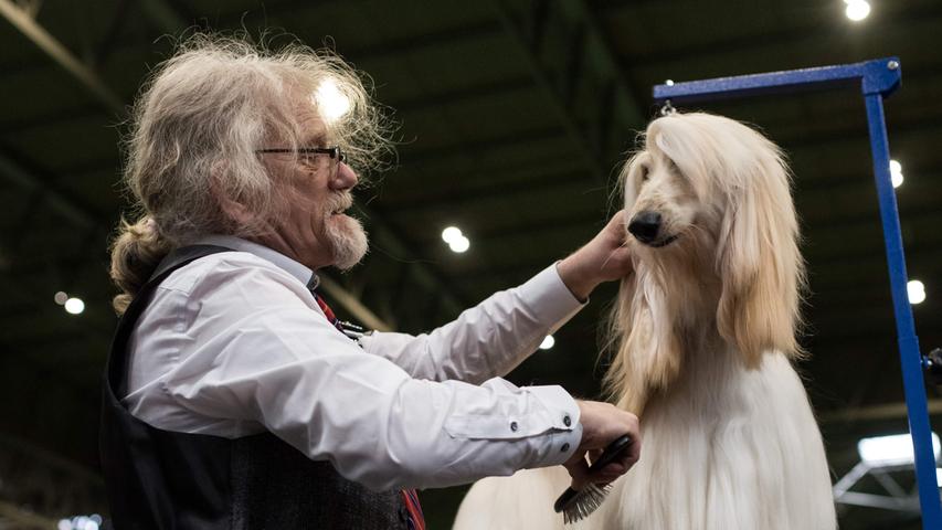 Der Hundefriseur, selbst etwas längeres Haar, weiß, was die richtige Pflege für feines Hundehaar ist. Er bereitet alles vor für den großen Auftritt.