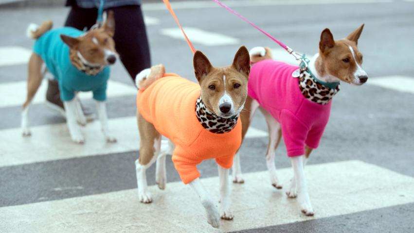 Vierbeinige Farbkleckse marschieren über den Zebrastreifen auf der Straße: Drei japanische Shiba Inu Hunde ziehen in ihren bunten Outfits alle Blicke auf sich.