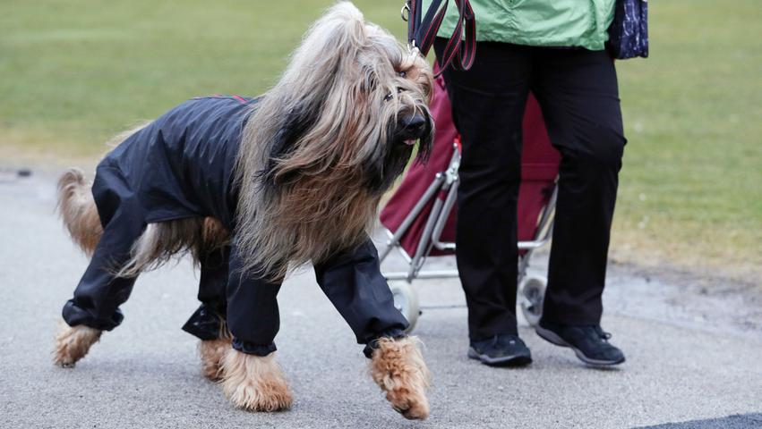 In England soll es ja oft schlechtes Wetter geben - umso besser, dass die Vierbeiner gut ausgerüstet sind für den Schönheitstrip. Dieser Hund trägt eine Regenjacke - schließlich muss das Fell bei dem großen Auftritt glänzen.