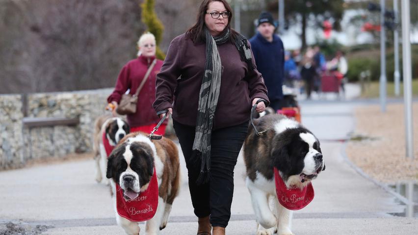 Beste Begleitung: Diese Frau führt gleich zwei Bernhardiner zur großen Hundeschau.