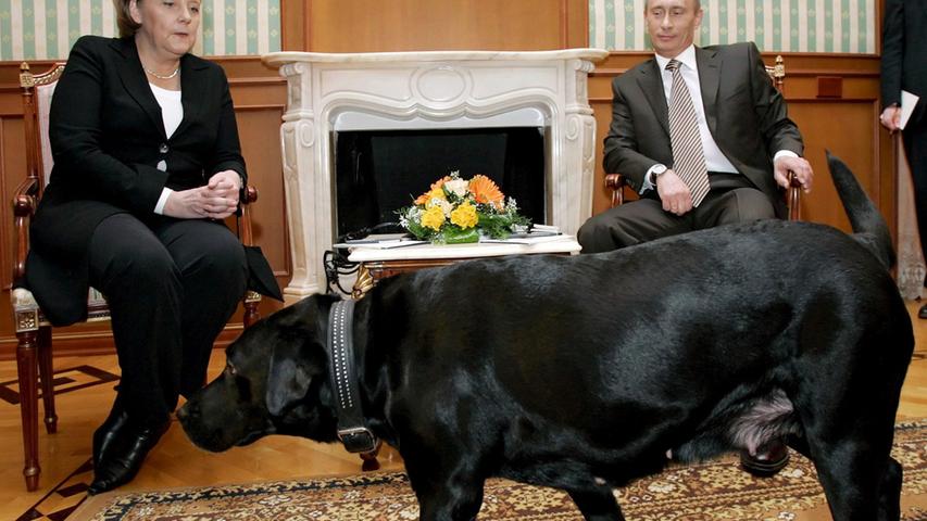 Weil sie als Kind von einem Hund gebissen wurde, hat Angela Merkel "eine gewisse Sorge", wenn sie auf einen Vierbeiner trifft. Diese Angst wurde sichtbar, als sie beim Staatsbesuch in Russland auf den Hund von Vladimir Putin traf. "Obwohl, wie ich glaube, der russische Präsident wusste, dass ich nicht gerade begierig darauf war, seinen Hund zu begrüßen, brachte er ihn mit. Aber so war es nun mal. Und man sieht ja, wie ich mich tapfer bemühe, Richtung Putin zu gucken und nicht Richtung Hund", sagte sie nach dem Treffen 2007.