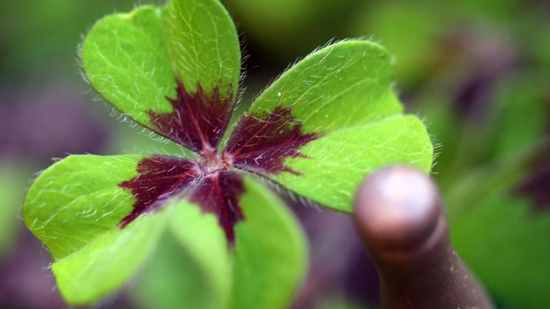 Vierblättrige Kleeblätter sollen Glücks bringen. Zwei Schülerinnen haben versucht, sie zu züchten. Vierblättrige Kleeblätter sollen Glücks bringen. Zwei Schülerinnen haben versucht, sie zu züchten.