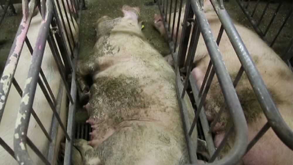 Erschreckende Bilder aus dem Schweinehochhaus bei Maasdorf: Durch mehrere versteckte Kameras haben Tierrechtler neue Misstände aus dem Schweinezuchtbetrieb zu Tage gebracht.