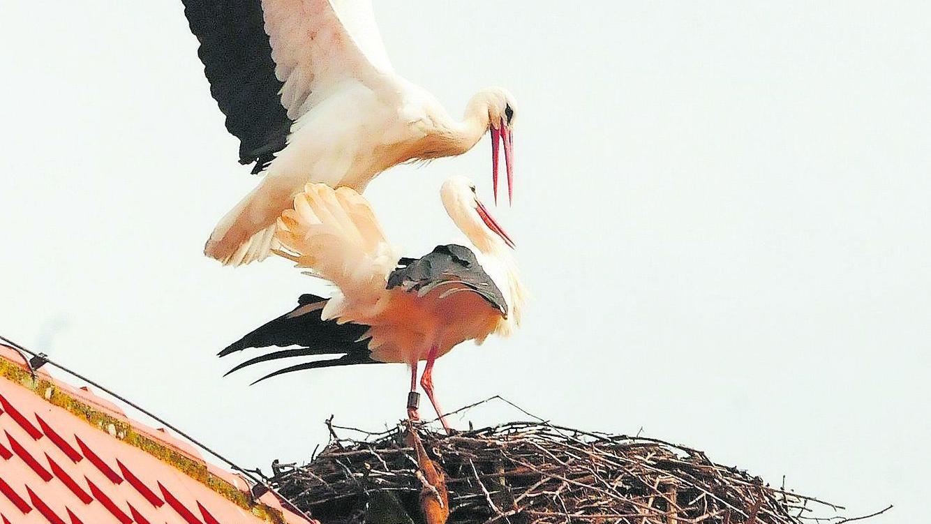 Schwabacher Storch hat eine Partnerin gefunden