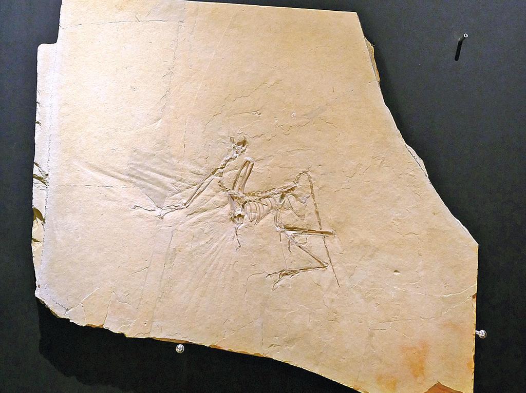 Archaeopteryx konnte richtig fliegen