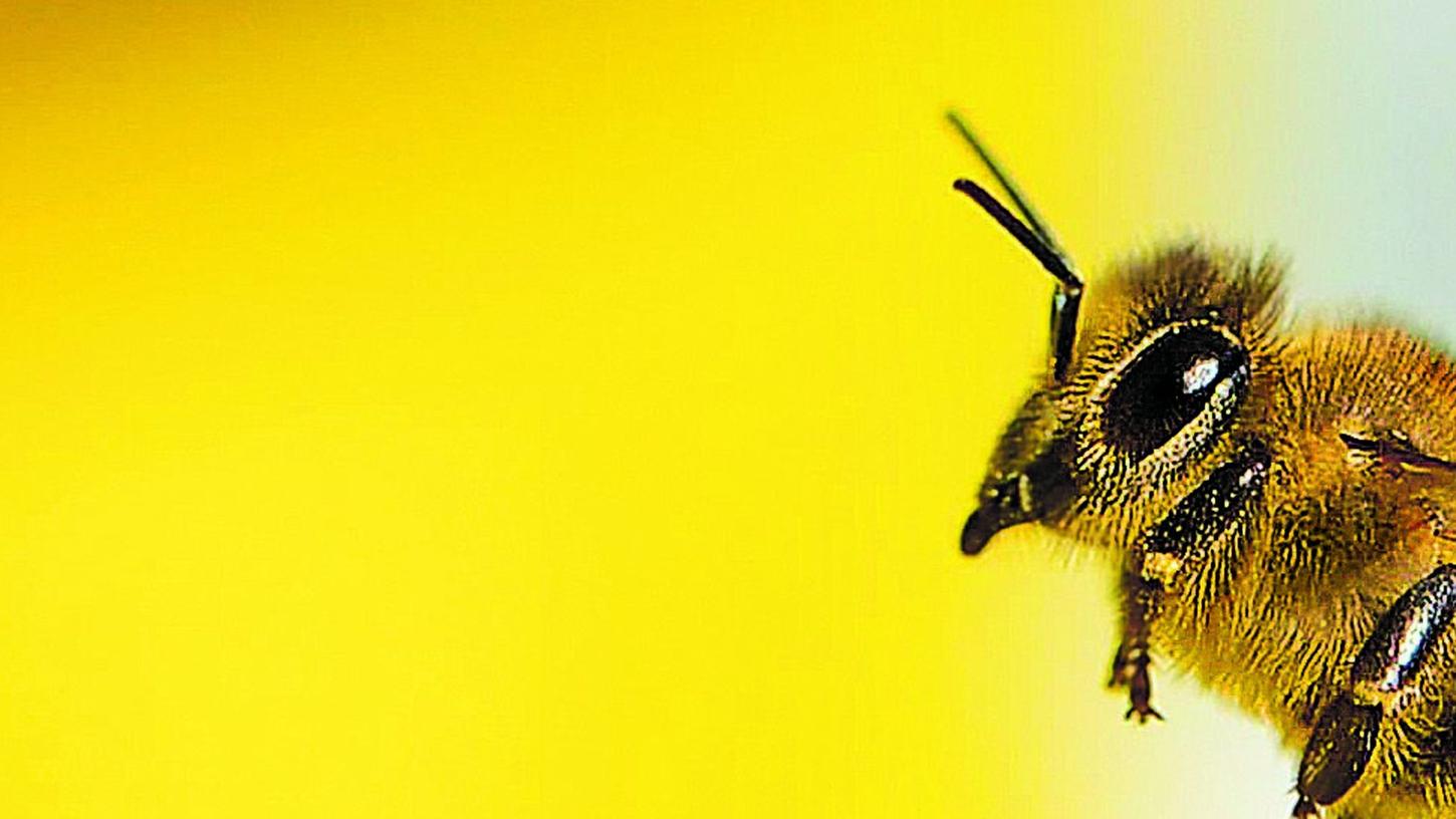 Die Sinne und das Gedächtnis der Biene leisten Erstaunliches: Das Insekt kann sich etwa Futterplätze merken und anderen den Weg mitteilen. Doch einige Pestizide stören diese Fähigkeiten – oder wirken gleich tödlich. In Brüssel steht dazu nun eine Entscheidung an.